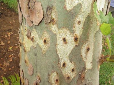 Shot Hole Borer Warning