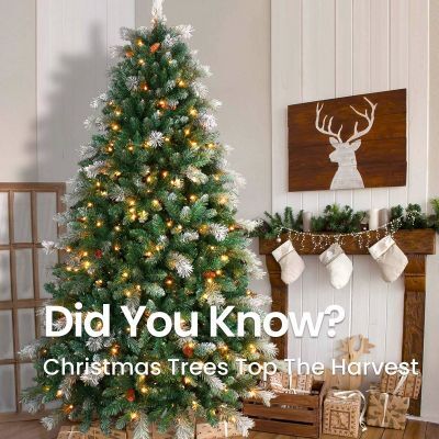 Christmas Trees Top The Harvest